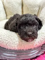 Tootsie, a female Cavapoo and Cavalier King Charles Spaniel for sale in Marshfield, MO – 6 of 10