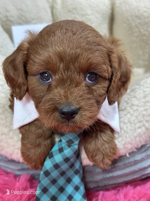 Opie – Cavapoo, Cavalier King Charles Spaniel puppy for sale in Marshfield, MO