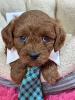 Opie, a male Cavapoo and Cavalier King Charles Spaniel for sale in Marshfield, MO – 1 of 10