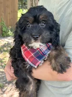 Billy , a male Cavapoo and Cavalier King Charles Spaniel for sale in Marshfield, MO – 5 of 10