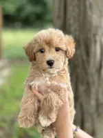 Max, a male Schnoodle for sale in Marshfield, MO – 7 of 10