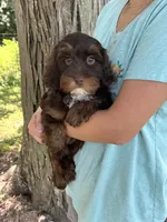 Coco, a female Cavapoo and Cavalier King Charles Spaniel for sale in Marshfield, MO – 8 of 10