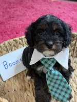 Boomer, a male Cavapoo and Cavalier King Charles Spaniel for sale in Marshfield, MO – 5 of 9