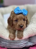 Nutmeg, a female Cavapoo and Cavalier King Charles Spaniel for sale in Marshfield, MO – 3 of 10