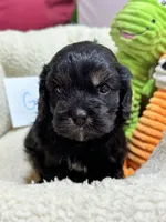 Gabe, a male Cavapoo and Cavalier King Charles Spaniel for sale in Marshfield, MO – 3 of 9