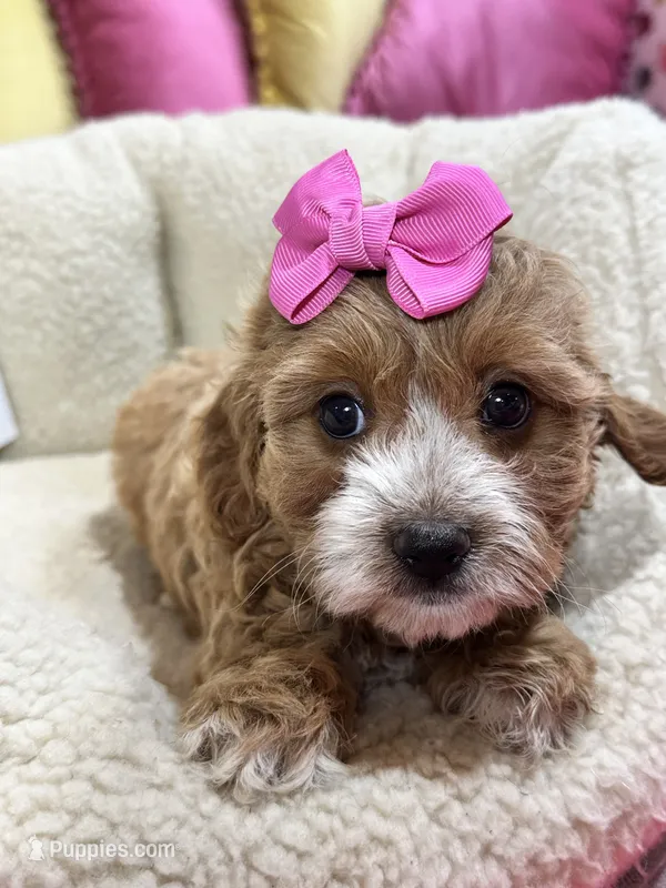 Paprika – Cavapoo, Cavalier King Charles Spaniel puppy for sale in Marshfield, MO