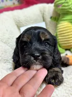 Billy , a male Cavapoo and Cavalier King Charles Spaniel for sale in Marshfield, MO – 5 of 6