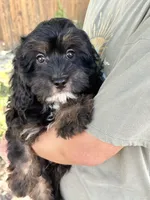 Billy , a male Cavapoo and Cavalier King Charles Spaniel for sale in Marshfield, MO – 6 of 10