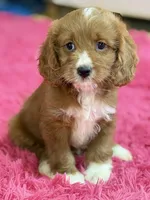 Murray , a male Cavapoo and Cavalier King Charles Spaniel for sale in Marshfield, MO – 7 of 10