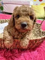 Toby , a male Cavapoo and Cavalier King Charles Spaniel for sale in Marshfield, MO – 7 of 10