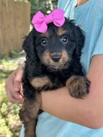 Bella , a female Cavapoo and Cavalier King Charles Spaniel for sale in Marshfield, MO – 5 of 10