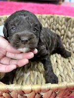 Hershey, a male Cavapoo and Cavalier King Charles Spaniel for sale in Missouri, MO – 6 of 10