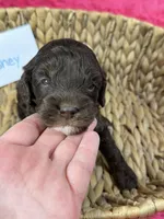 Hershey, a male Cavapoo and Cavalier King Charles Spaniel for sale in Missouri, MO – 3 of 10
