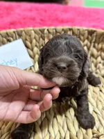 Hershey, a male Cavapoo and Cavalier King Charles Spaniel for sale in Missouri, MO – 4 of 10