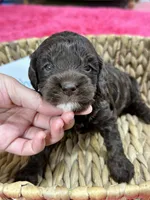 Hershey, a male Cavapoo and Cavalier King Charles Spaniel for sale in Missouri, MO – 5 of 10