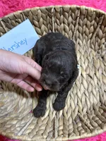 Hershey, a male Cavapoo and Cavalier King Charles Spaniel for sale in Missouri, MO – 9 of 10