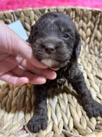 Hershey, a male Cavapoo and Cavalier King Charles Spaniel for sale in Missouri, MO – 10 of 10