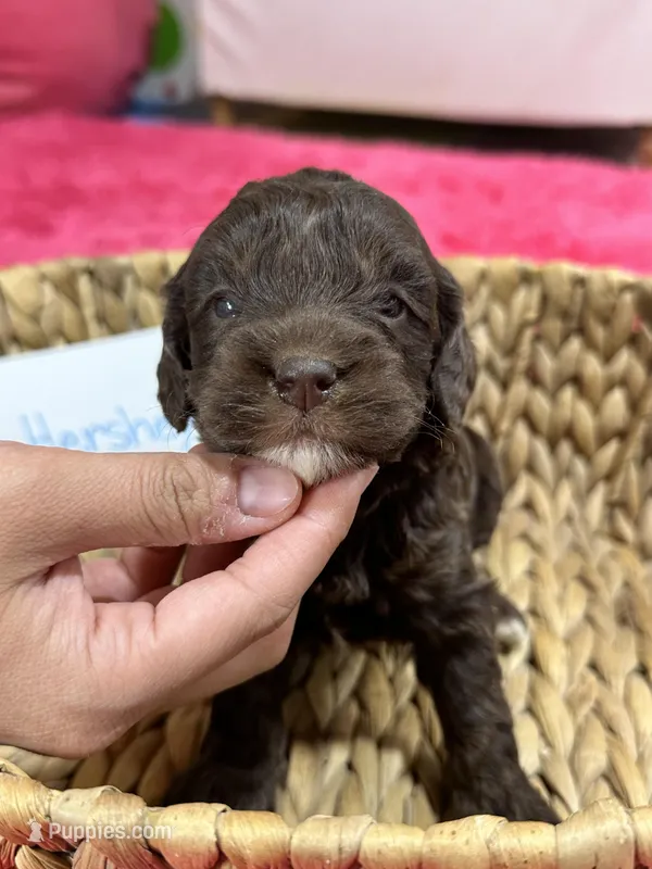 Hershey – Cavapoo, Cavalier King Charles Spaniel puppy for sale in Missouri, MO