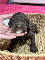 Hershey, a male Cavapoo and Cavalier King Charles Spaniel for sale in Missouri, MO – 7 of 10