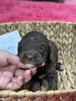 Hershey, a male Cavapoo and Cavalier King Charles Spaniel for sale in Missouri, MO – 2 of 10
