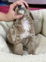Max, a male Schnoodle for sale in Marshfield, MO – 10 of 10