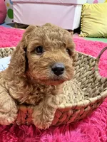 Toby , a male Cavapoo and Cavalier King Charles Spaniel for sale in Marshfield, MO – 8 of 10
