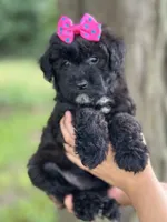 Olive, a female Schnoodle for sale in Marshfield, MO – 6 of 10