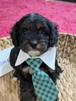 Boomer, a male Cavapoo and Cavalier King Charles Spaniel for sale in Marshfield, MO – 4 of 9