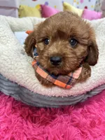 Opie, a male Cavapoo and Cavalier King Charles Spaniel for sale in Marshfield, MO – 8 of 10
