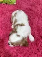 Jake , a male Cavalier King Charles Spaniel for sale in Marshfield, MO – 9 of 10