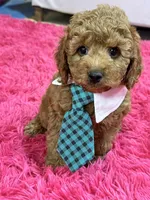 Toby , a male Cavapoo and Cavalier King Charles Spaniel for sale in Marshfield, MO – 2 of 10