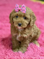 Lily, a female Cavapoo and Cavalier King Charles Spaniel for sale in Marshfield, MO – 2 of 10