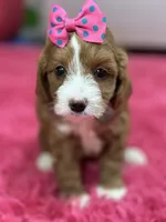 Juno, a female Cavapoo and Cavalier King Charles Spaniel for sale in Marshfield, MO – 8 of 10