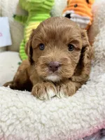 Marsha, a female Cavapoo and Cavalier King Charles Spaniel for sale in Marshfield, MO – 5 of 10