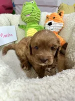 Marsha, a female Cavapoo and Cavalier King Charles Spaniel for sale in Marshfield, MO – 10 of 10