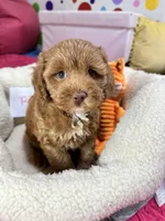 Rose, a female Cavapoo and Cavalier King Charles Spaniel for sale in Marshfield, MO – 4 of 7