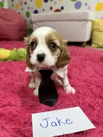 Jake , a male Cavalier King Charles Spaniel for sale in Marshfield, MO – 5 of 10