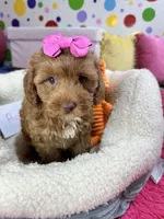 Rose, a female Cavapoo and Cavalier King Charles Spaniel for sale in Marshfield, MO – 6 of 7