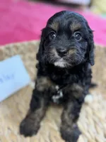 Paisley, a female Cavapoo and Cavalier King Charles Spaniel for sale in Marshfield, MO – 6 of 10