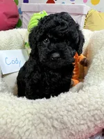 Cody, a male Cavapoo and Cavalier King Charles Spaniel for sale in Marshfield, MO – 3 of 10