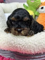 Bobby , a male Cavapoo and Cavalier King Charles Spaniel for sale in Marshfield, MO – 5 of 8