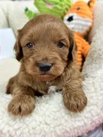 Joy, a female Cavapoo and Cavalier King Charles Spaniel for sale in Marshfield, MO – 2 of 5