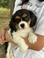 Tim, a male Cavalier King Charles Spaniel for sale in Marshfield, MO – 4 of 10