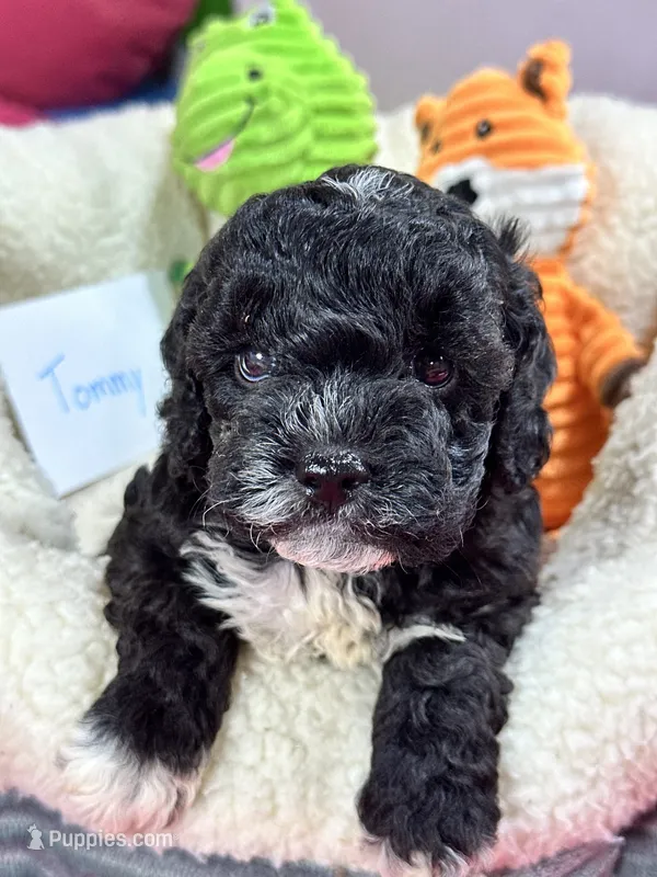 Tommy – Cavapoo, Cavalier King Charles Spaniel puppy for sale in Marshfield, MO
