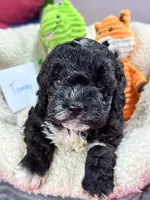 Tommy, a male Cavapoo and Cavalier King Charles Spaniel for sale in Marshfield, MO – 1 of 10
