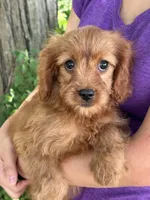 Ruby, a female Cavapoo and Cavalier King Charles Spaniel for sale in Marshfield, MO – 6 of 8