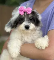 Domino, a female Cavapoo and Cavalier King Charles Spaniel for sale in Marshfield, MO – 2 of 6