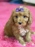 Lacy, a female Cavapoo and Cavalier King Charles Spaniel for sale in Marshfield, MO – 4 of 10