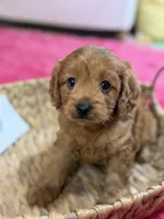 Wendy , a female Cavapoo and Cavalier King Charles Spaniel for sale in Marshfield, MO – 6 of 10