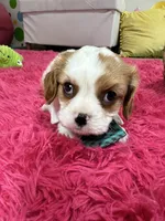 Johnny, a male Cavalier King Charles Spaniel for sale in Marshfield, MO – 7 of 10